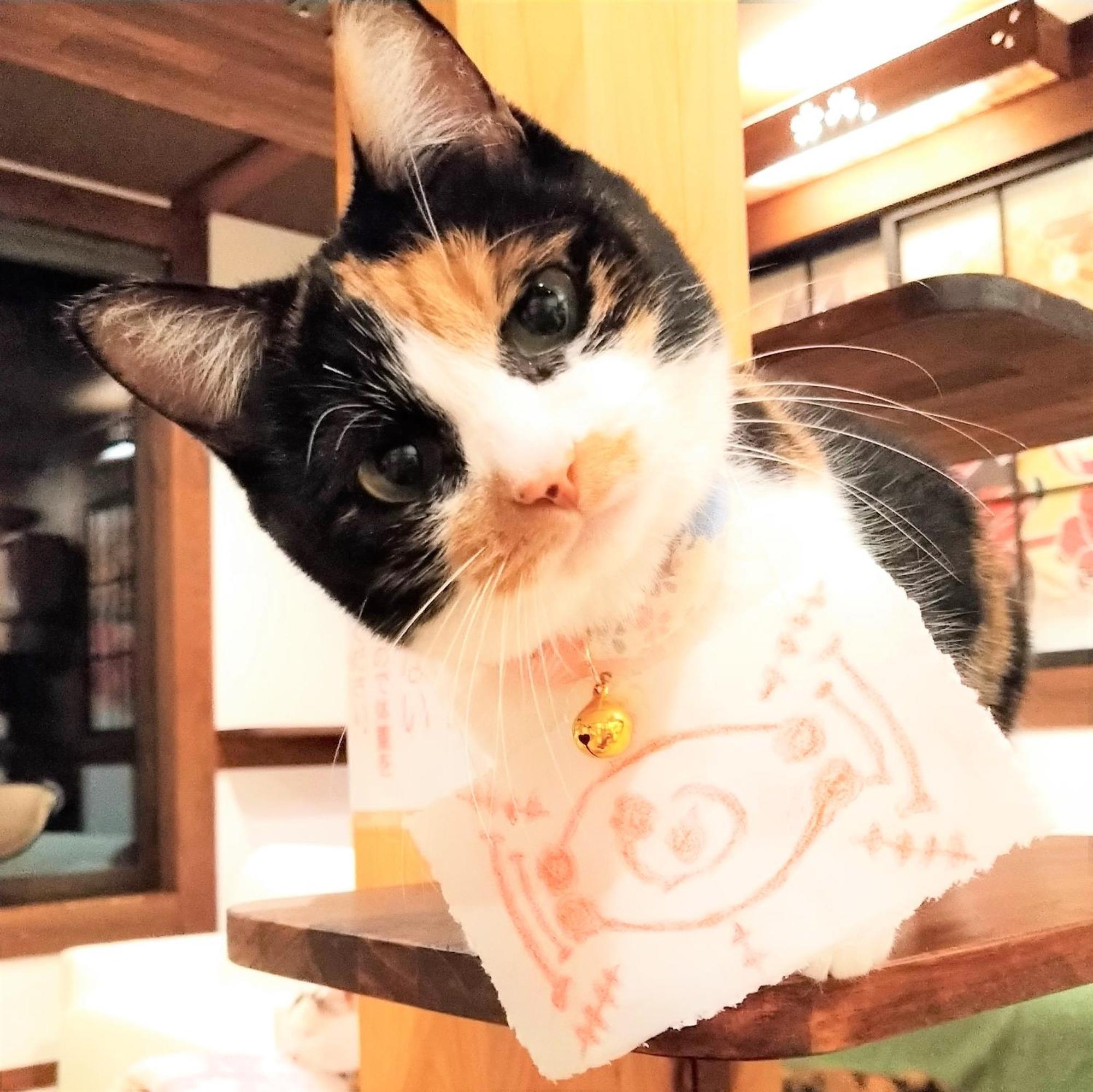 Minamiya 山とねこと遊ぶ宿 みなみ家 Hakuba Ngoại thất bức ảnh